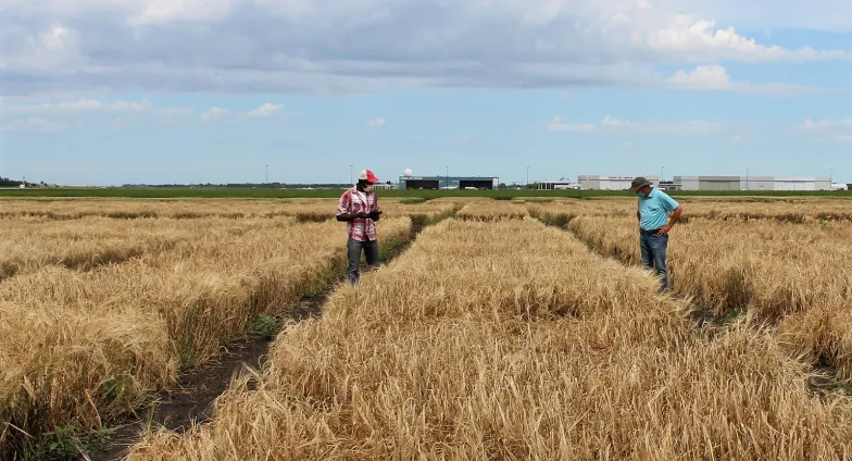 Teacher and student taking notes in barley plots