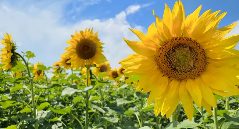 Sunflowers