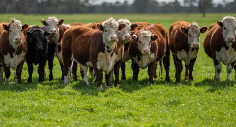 Cows in a row looking.