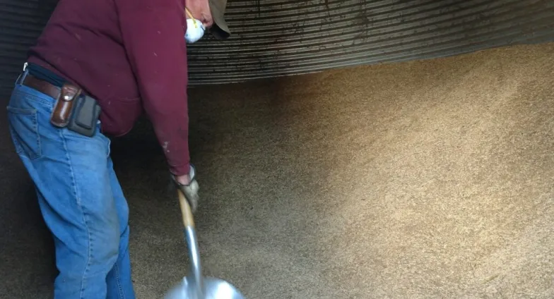 man shoveling grain inside a grain bin