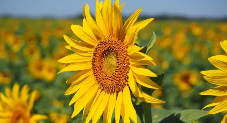 close up of a sunflower in a field of sunflowers