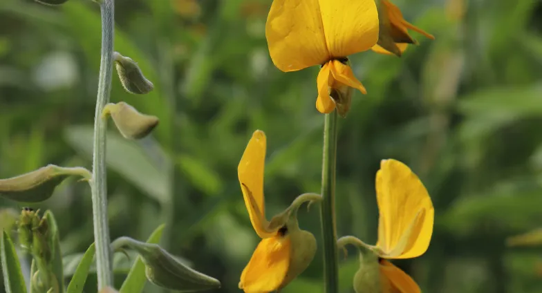 sunn hemp (crotalatia juncea) 