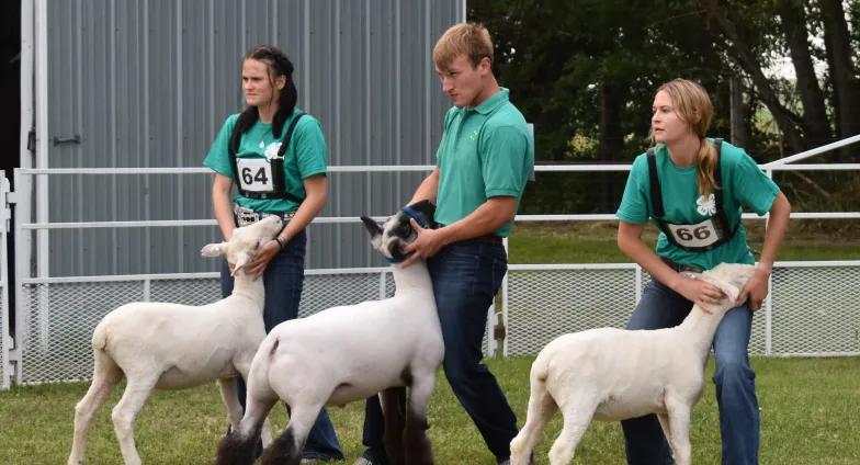 4-H'ers showing sheep