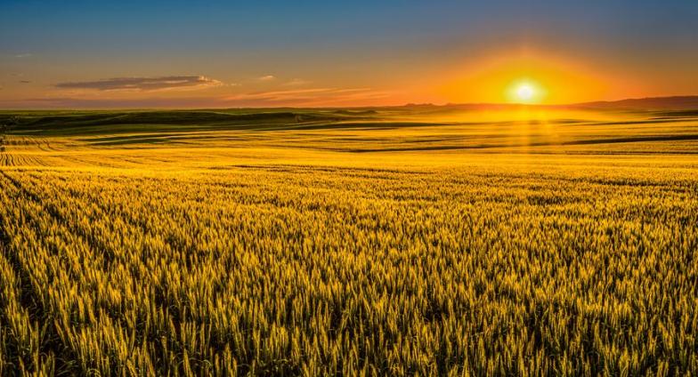 wheat fields sunset