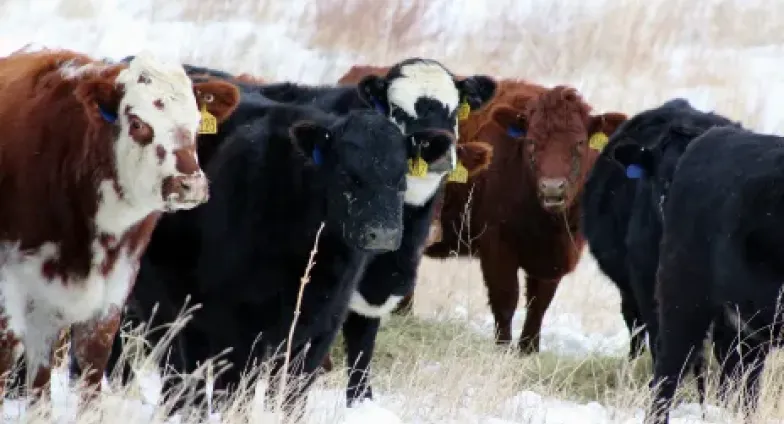 cattle picture in the winter