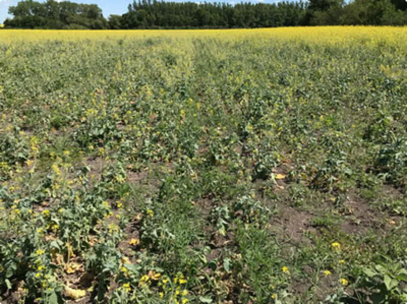 clubroot field