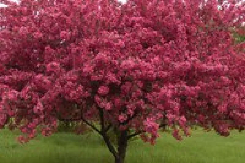 PrairiFire Crabapple Tree