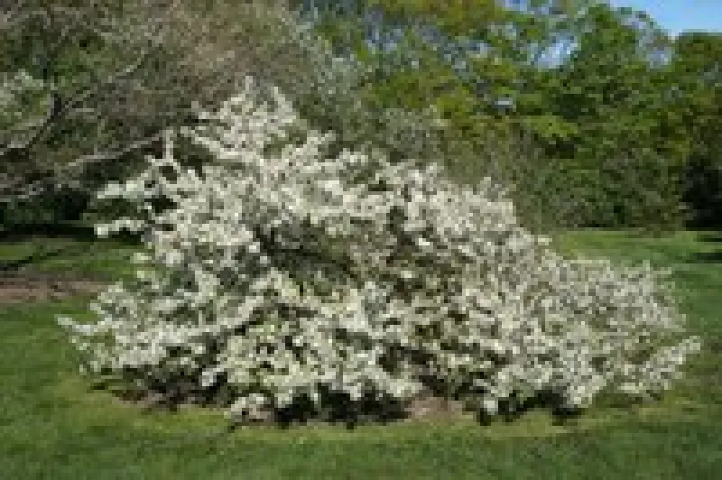 Sargent Crabapple Tree