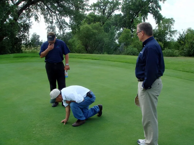 examining turf on a golf course