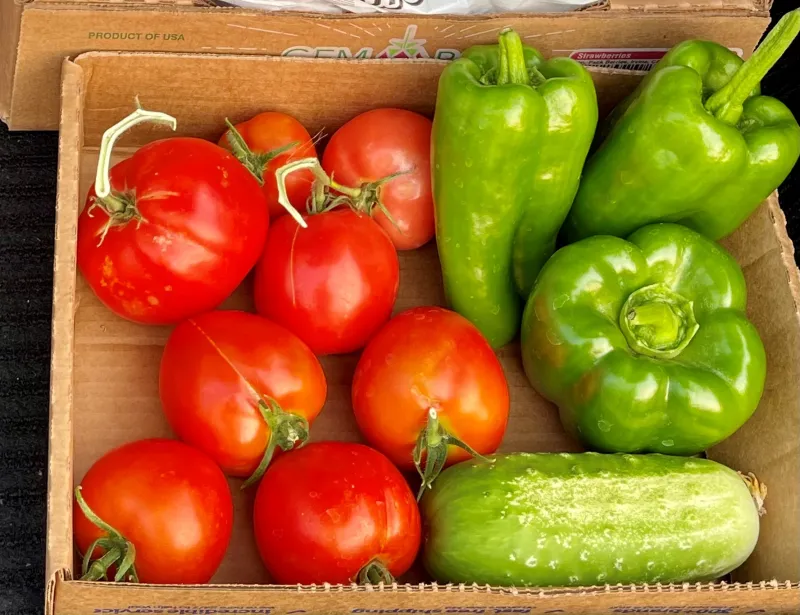 shallow box with tomatoes, green peppers and cucumber