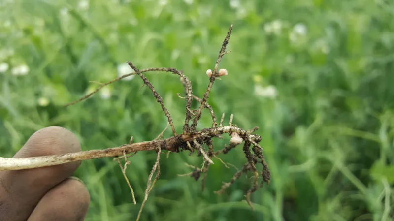 Root nodules on pea plants from Geddes farm 2018