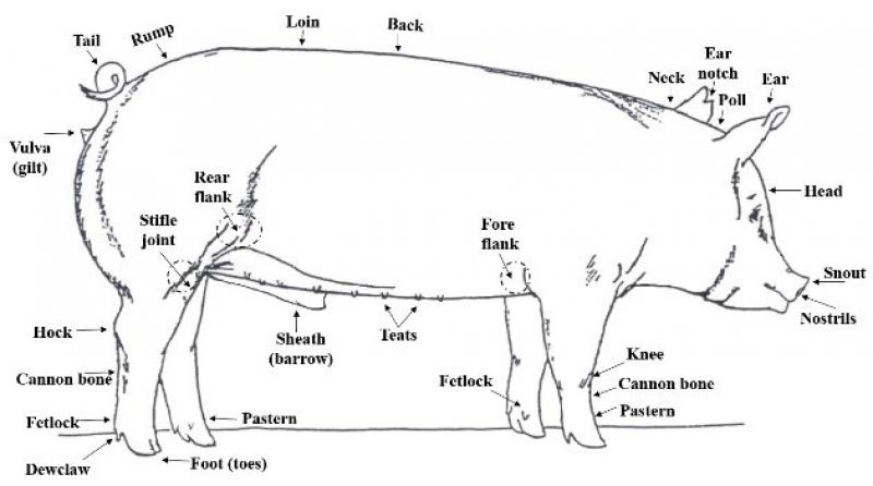 Figure 7. Parts of a pig.