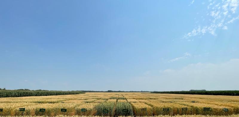 Wheat Plots 2021