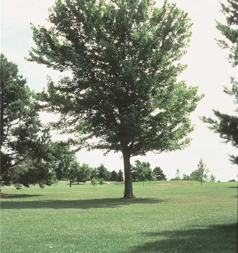 Silver Maple