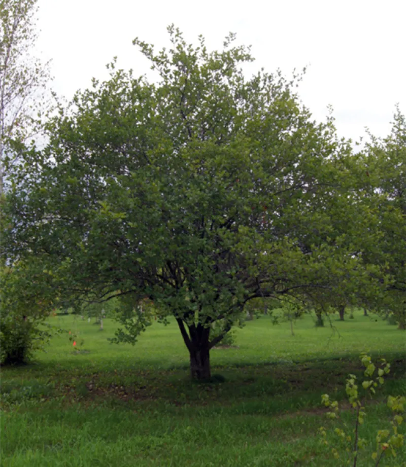 Snowbird Hawthorn