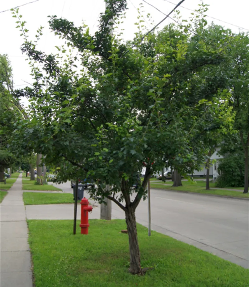 Toba Hawthorn