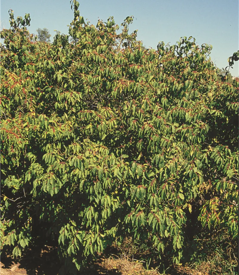 Amur Honeysuckle