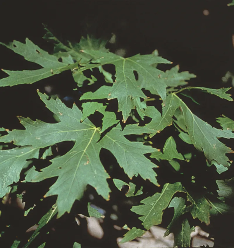 Silver Maple