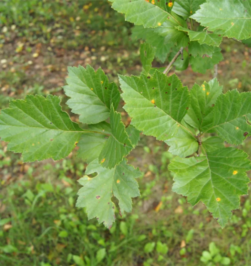 Snowbird Hawthorn