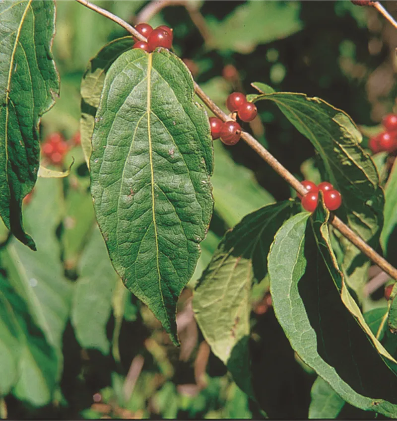 Amur Honeysuckle