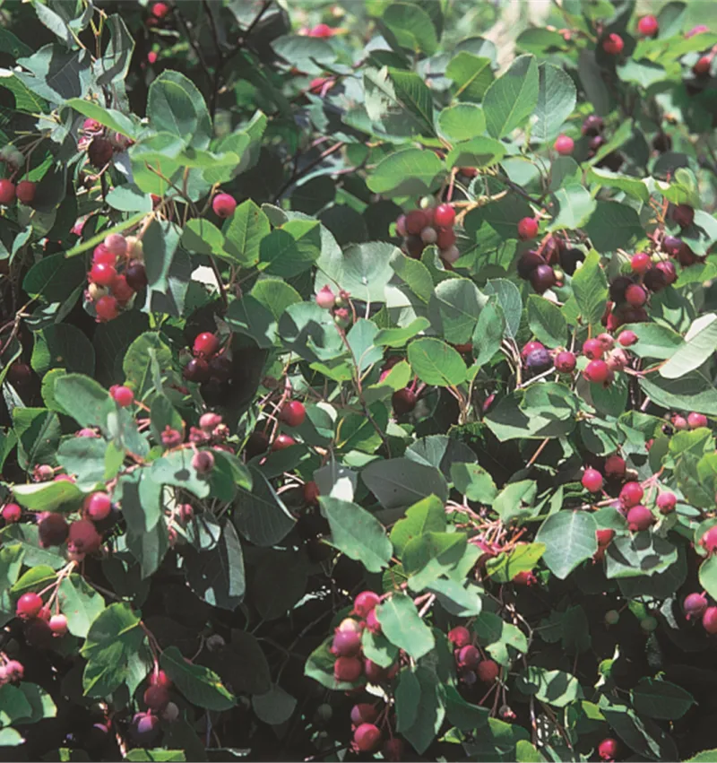 Juneberry