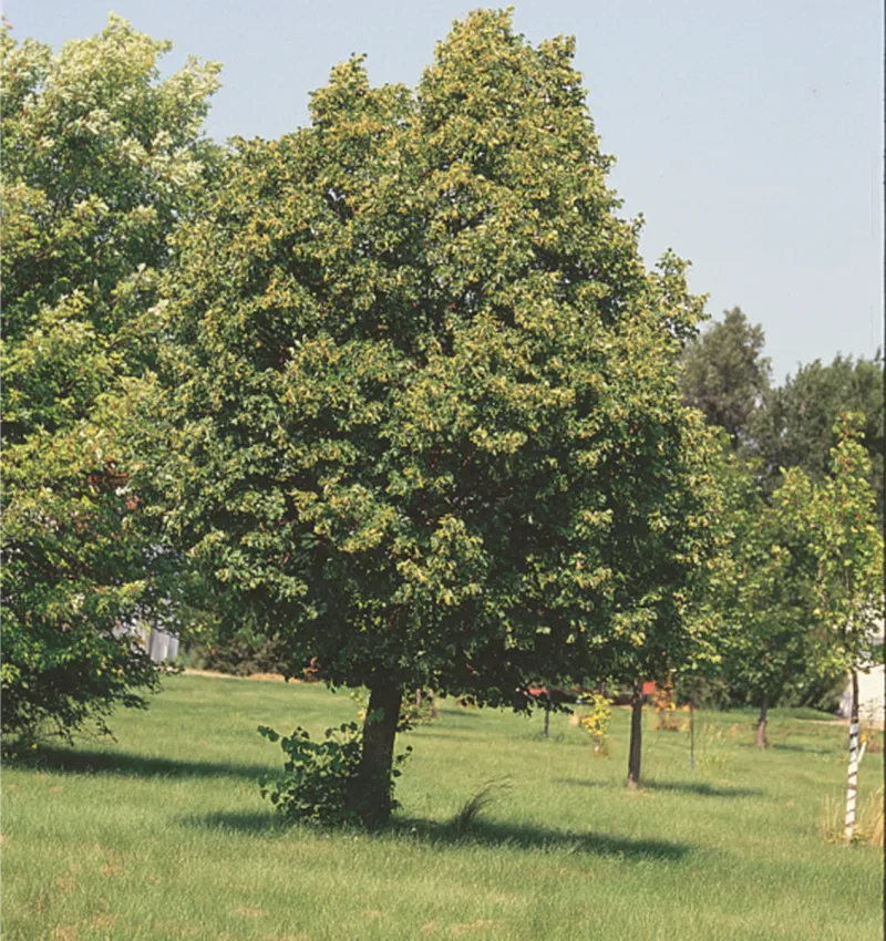 Littleleaf Linden