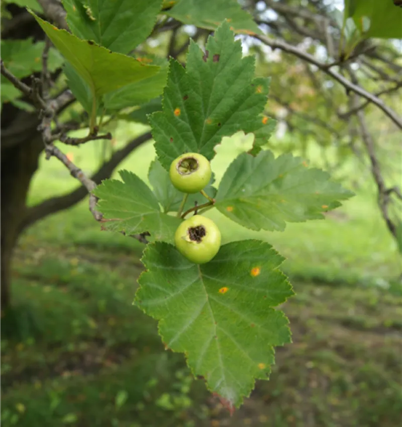 Snowbird Hawthorn