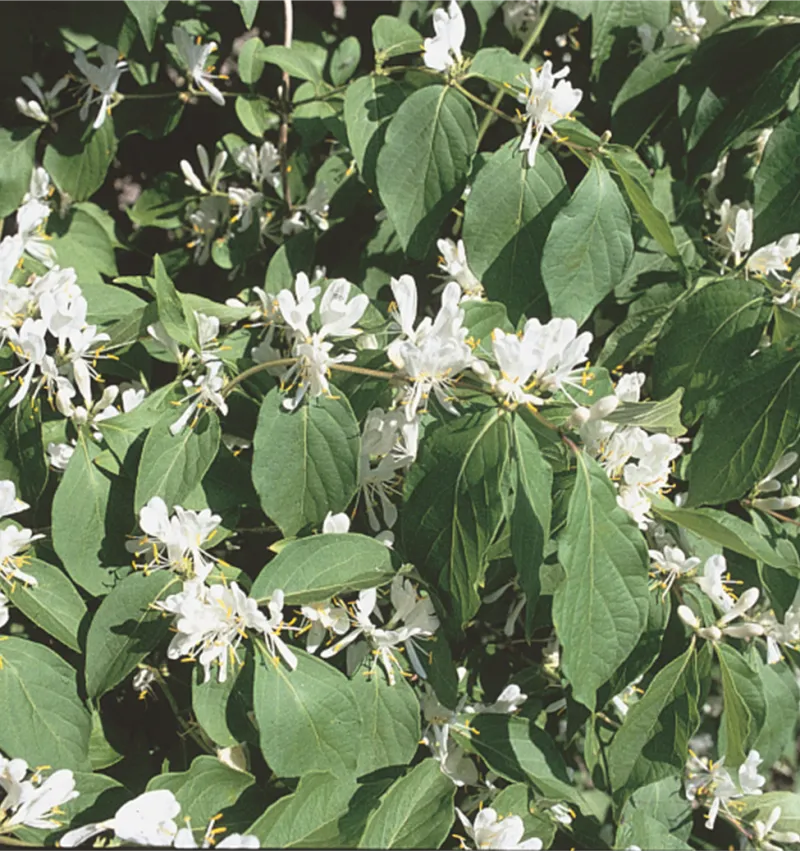 Amur Honeysuckle