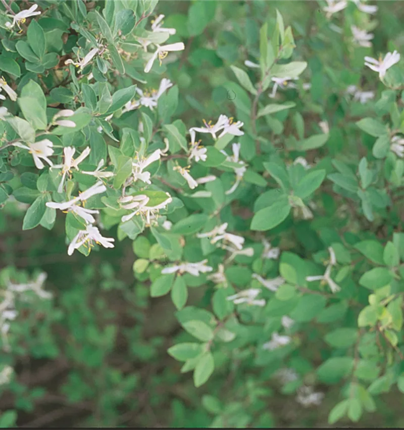 Freedom Honeysuckle