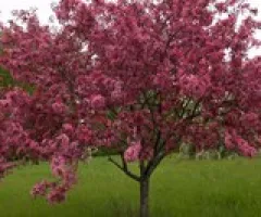 Adams Crabapple Tree