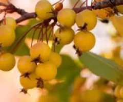 Harvest Gold Crabapple Tree