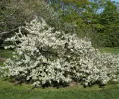 Sargent Crabapple Tree