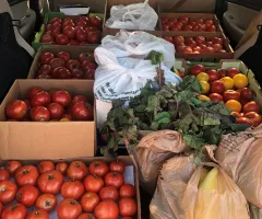 car full of vegetable donations