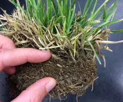 chunk of lawn showing grass blades, thatch and soil