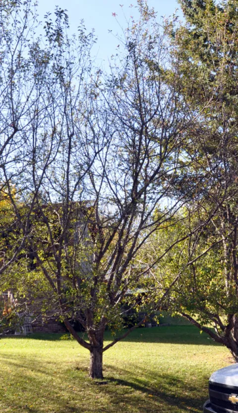 Crabapple tree with thinning crown due to premature defoliation