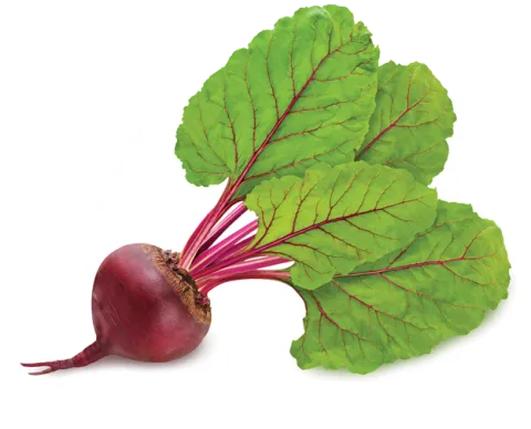 beet with green leaves