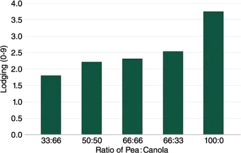 bar graph showing the results of lodging response in pea between monocrop and intercrop of pea-canola