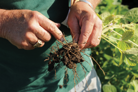 Southern root-knot nematode in soybean: Risks and control options, Education