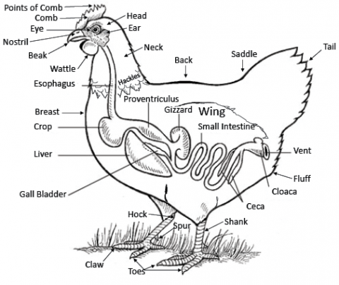 Basic Poultry Diagram. 