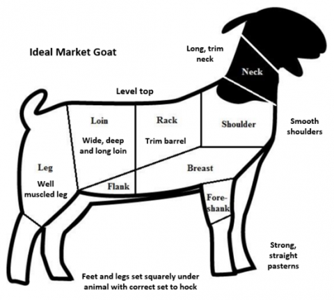Figure 9. Ideal Market Goat