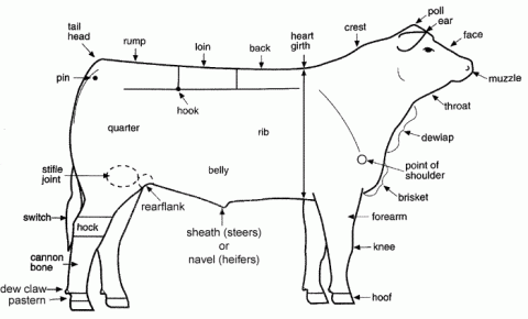 Figure 1. Parts of a beef animal