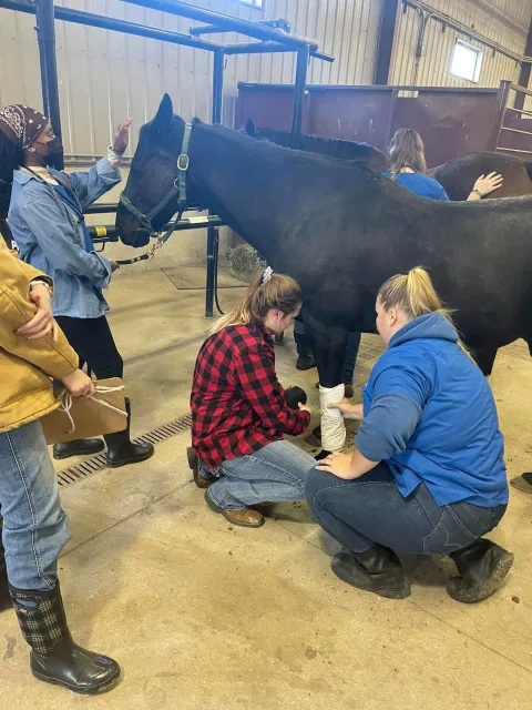 Women attending to the front leg of a horse in a stable