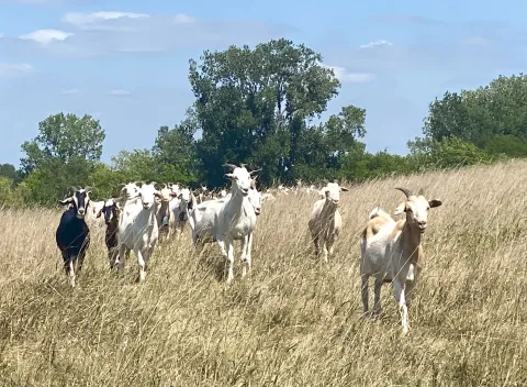 goats in a field