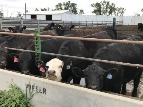 Cows at Beef Unit