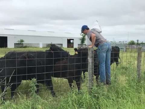 Beef Unit Manager and Cows