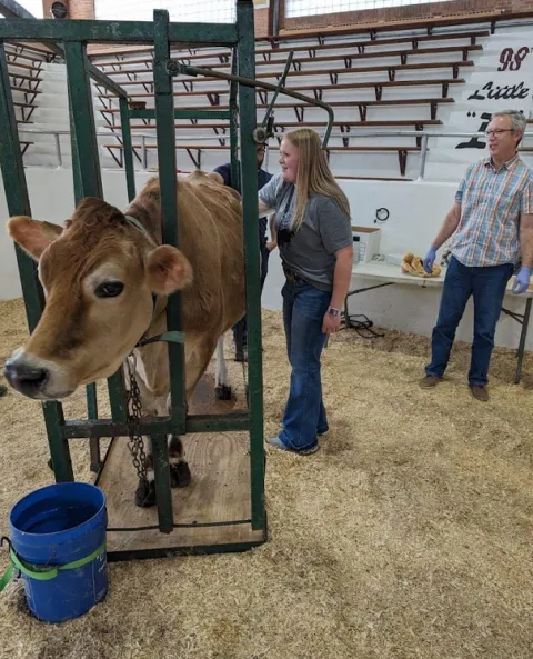 Gov Student feels inside cow