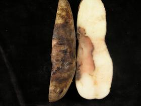 cut potato with pink rot