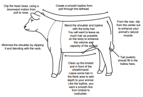 Figure 3. Clipping a beef animal