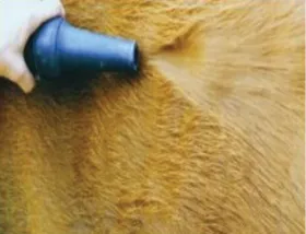 Blow drying beef cattle