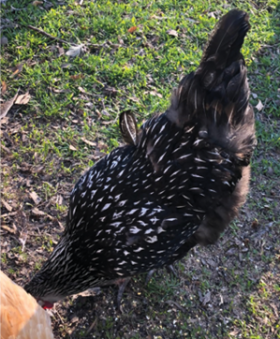 Incorrect feather patterns in Silver Laced Wyandotte hens